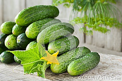 Cucumbers with yellow flower, leaves and dill Stock Photo