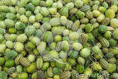 Cucumis anguria, cackrey, West Indian gourd green colors with strips. Stock Photo