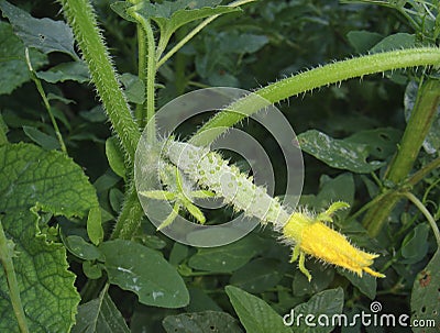 Fresh cucumber of Cucumis sativus Stock Photo