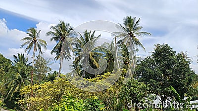 CUCUNUT, BANANA, AND JAMBOO TREE WITH BRIGH SKY Stock Photo