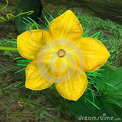 Cucurbita Flower Stock Photo