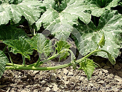 Cucurbita moschata Stock Photo