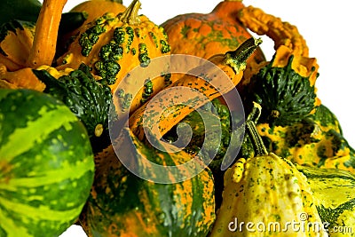 Cucurbita pepo Stock Photo