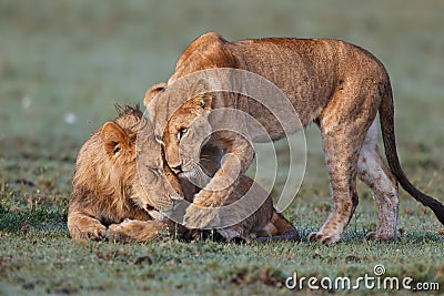 Cuddle Lions in Masai Mara Stock Photo