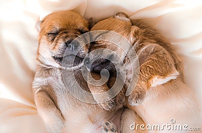 Cuddly newborn puppies in sweet dreams Stock Photo