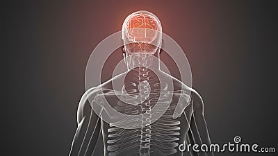 Cuerpo rotatorio con el cerebro y el esqueleto visibles stock de ilustración Cuerpo rotatorio con el cerebro y el esqueleto visibles stock de ilustración