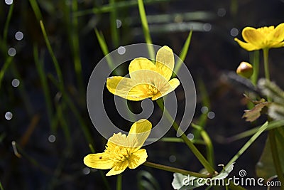 Cueto of kaluzhnitsa marsh Stock Photo