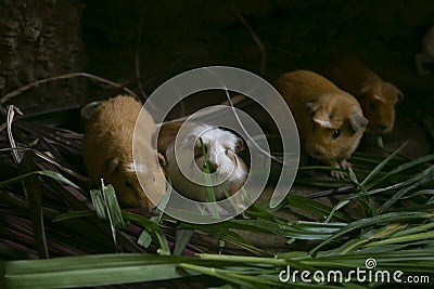 Cui is the name of the Guinean Pigs in PerÃº. People in this area eat this animals, normally roasted. Stock Photo