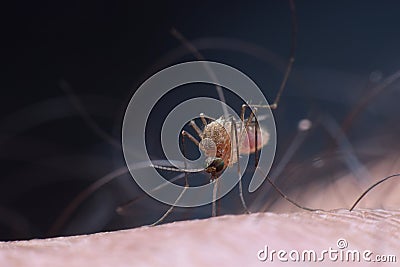 Culex mosquito Stock Photo