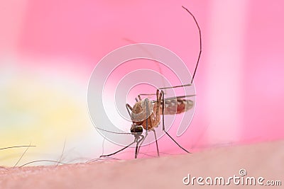 Culex mosquito Stock Photo