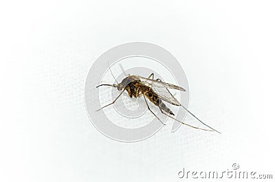 Culex pipiens, northern house Mosquito Stock Photo
