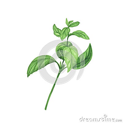 Culinary fresh basil. Watercolor illustration of culinary herbs for cooking Isolated on white background. Art for design Cartoon Illustration