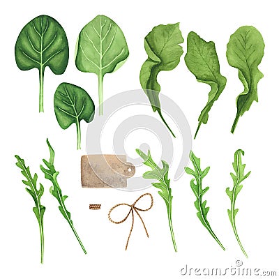 Culinary fresh leaves salad: spinach, arugula, watercress, brow twine. Watercolor painting on white background Cartoon Illustration