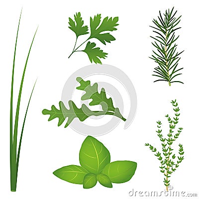 Culinary Herbs Vector Illustration