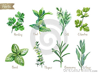 Culinary herbs collection watercolor illustration with clipping paths Stock Photo