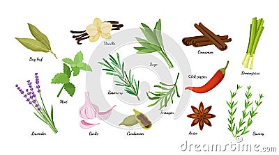 Culinary herbs. Condiment herbal collection. Aromatic vanilla and lavender. Natural cinnamon and cardamom. Fresh Vector Illustration