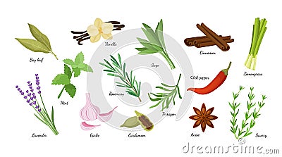 Culinary herbs. Condiment herbal collection. Aromatic vanilla and lavender. Natural cinnamon and cardamom. Fresh lemongrass. Vector Illustration