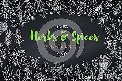 Culinary herbs and spice template Vector Illustration