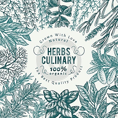 Culinary herbs and spices banner template. Vector background for design menu, packaging, recipes, label, farm market Vector Illustration