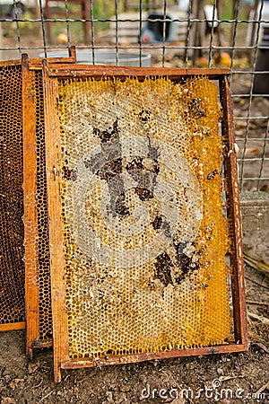 Culled old brood frame from honey bee hive with wax moth tunnels and webbing. Stock Photo