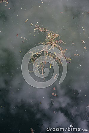 Culm and straw of grass is floating on the water. Stock Photo