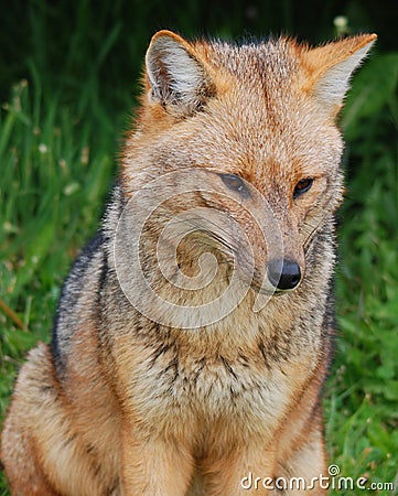 The culpeo Lycalopex culpaeus Stock Photo