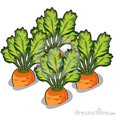 Cultivate tasty carrot. Vector vegetable Vector Illustration