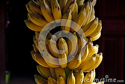 Cultivated banana in Thailand Stock Photo