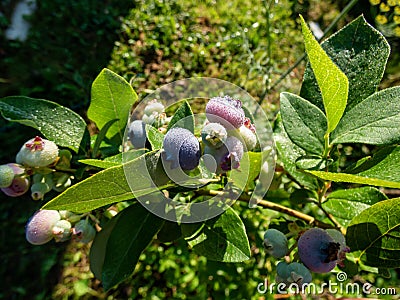 Cultivated blueberries or highbush blueberries growing on branches in various stages of maturation - ripe, immature green, green Stock Photo