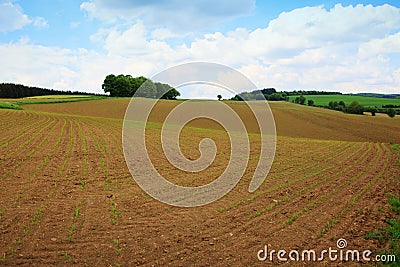 Brown farmer field under blue sky. Stock Photo