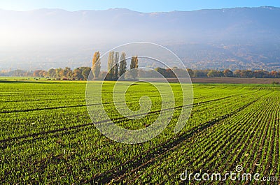 Farm field with fresh plantation Stock Photo