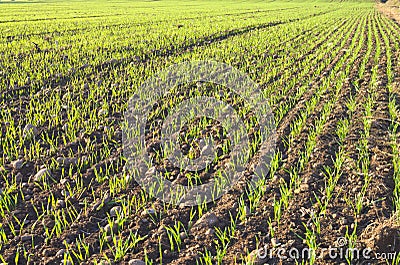 Farm field with fresh plantation Stock Photo