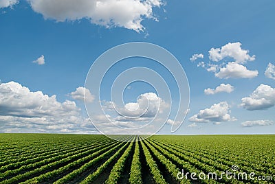 Cultivated field Stock Photo