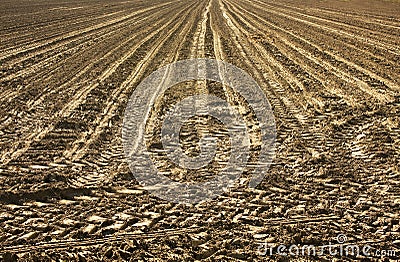 Cultivated field Stock Photo