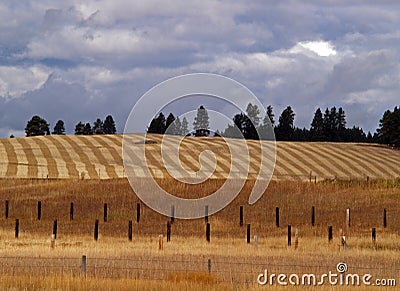 Cultivated Field - Fence Posts Stock Photo