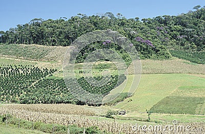 Cultivated fields and deforestation in southern Brazil. Stock Photo