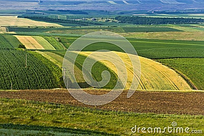 Cultivated fields during summer Stock Photo