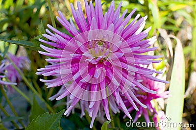 Cultivated a flowers dahlia beautiful pink Stock Photo
