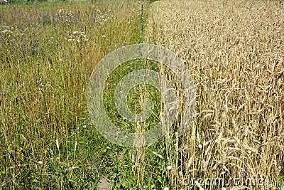 Cultivated grain, wheat farming field with ripe wheat ears borders on uncultivated green blooming meadow in summer Stock Photo