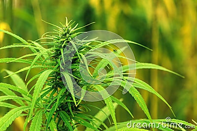 Cultivated industrial marijuana hemp in field Stock Photo