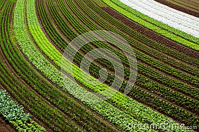 Cultivated land background Stock Photo