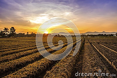 Cultivated land in a rural landscape at sunset Stock Photo