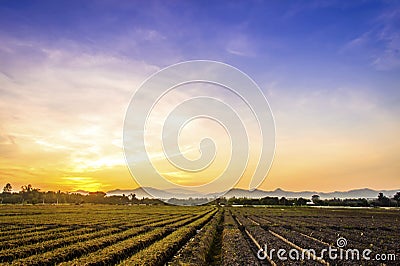 Cultivated land in a rural landscape at sunset Stock Photo