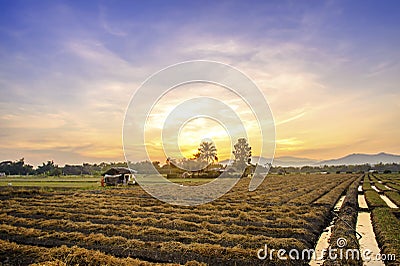 Cultivated land in a rural landscape at sunset Stock Photo