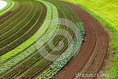 Cultivated land with vegetable patches Stock Photo