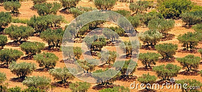 Cultivated Olive trees Stock Photo