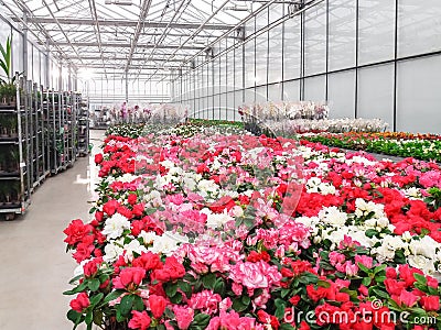 Cultivated ornamental flowers growing in a commercial plactic foil covered horticulture greenhouse Stock Photo