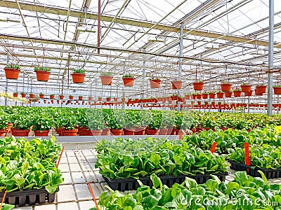 Cultivated ornamental flowers growing in a commercial plactic foil covered horticulture greenhouse Stock Photo