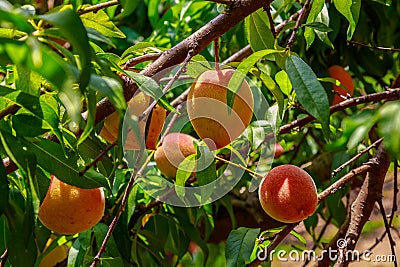 Ripe Georgia Peaches Stock Photo