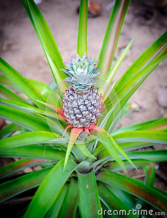 A cultivated pineapple Stock Photo